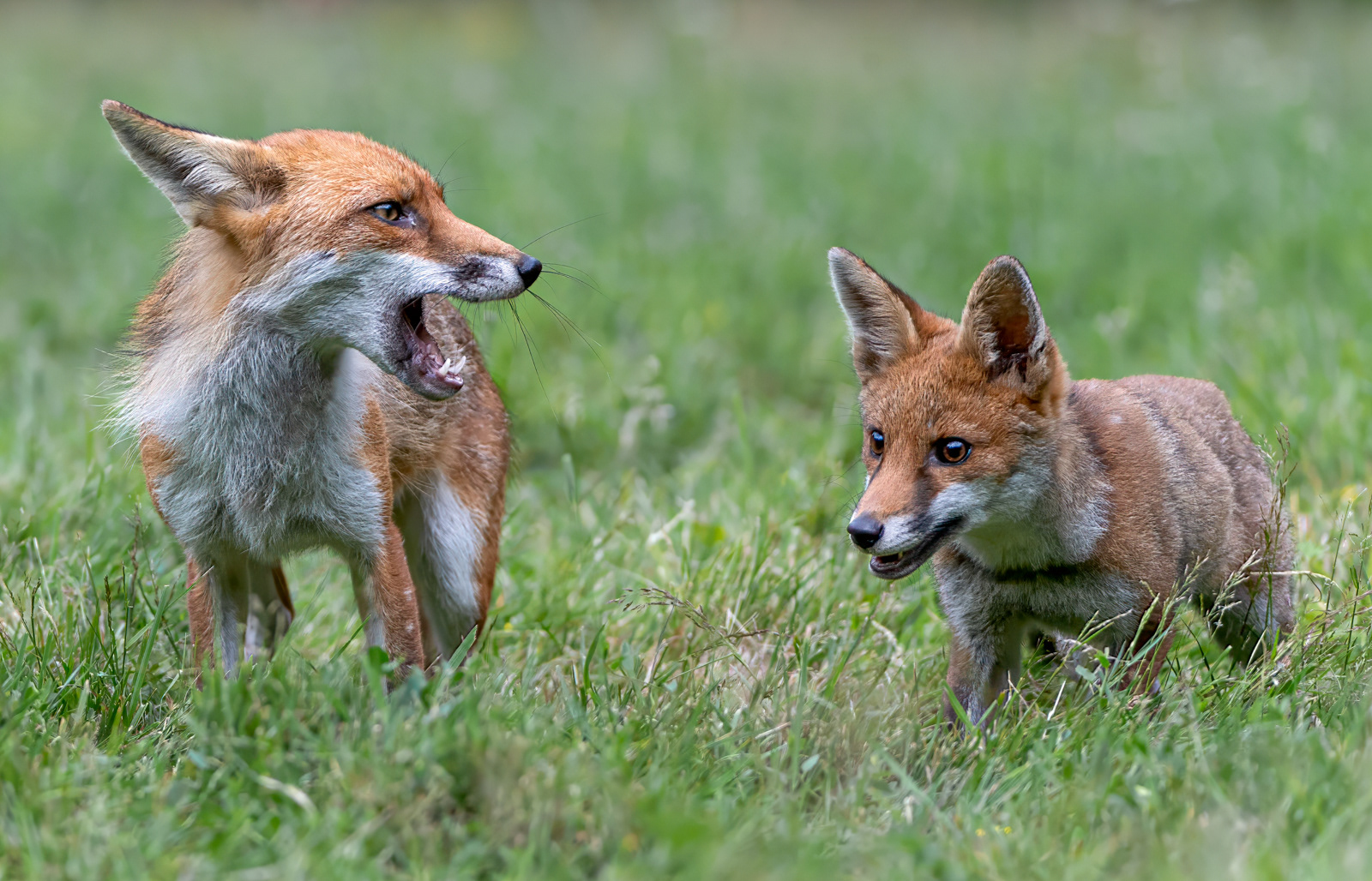 Vixen & Cub