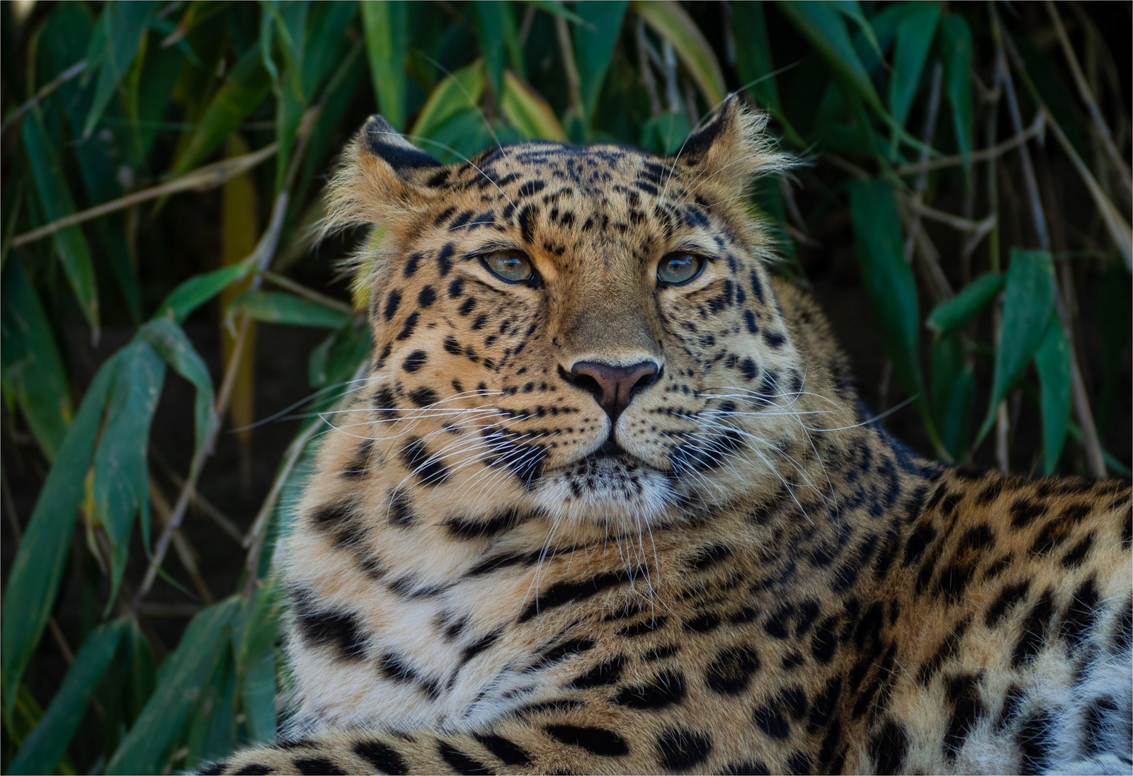 2nd INT - Leopard - Margaret Randall