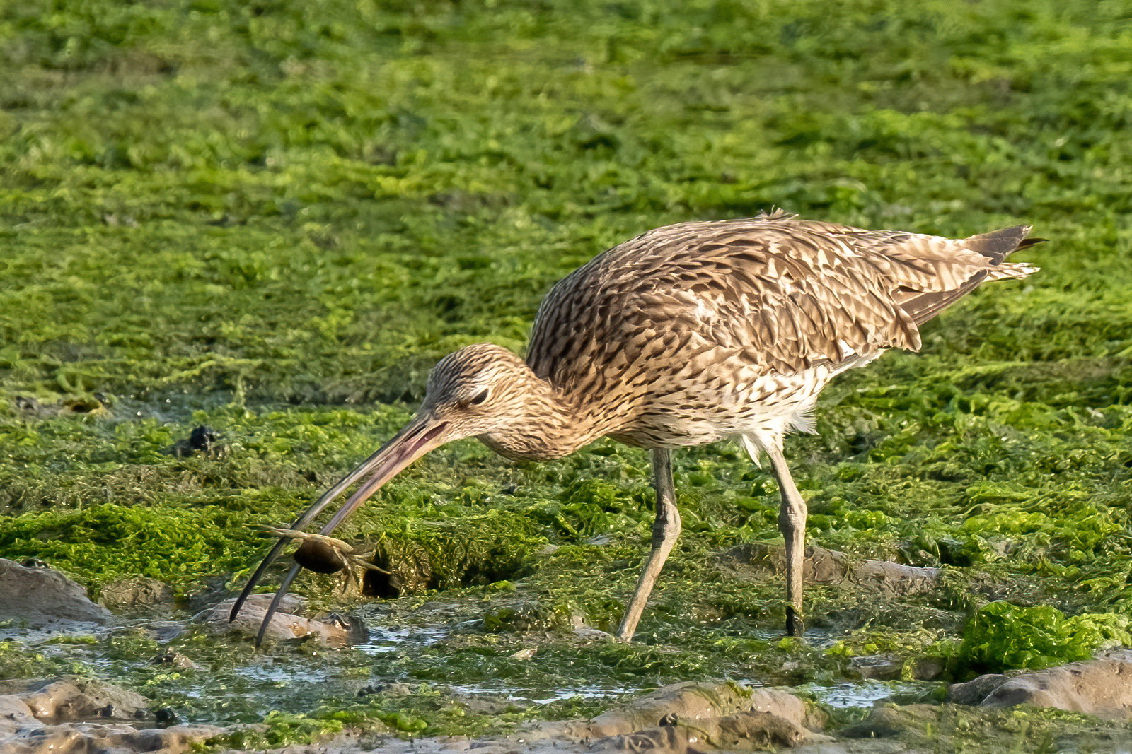3rd INT - Curlew with Prey - Chris Cross