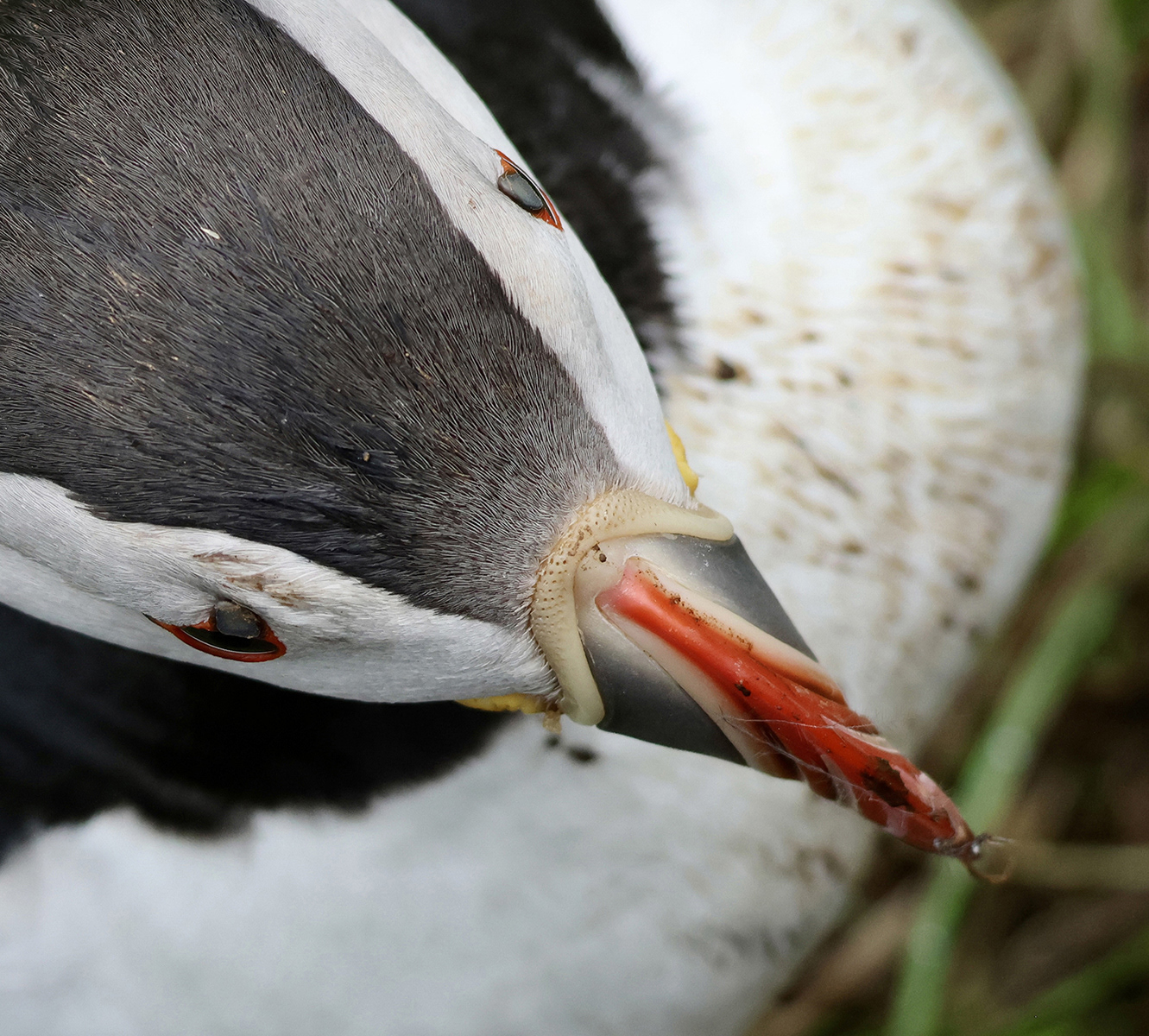 1st INT - Puffin - Julie Moore