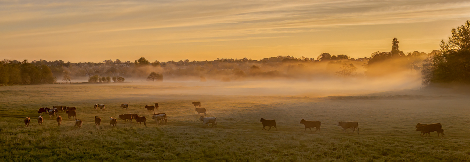 Misty Sunrise at Sudbury Water Meadows