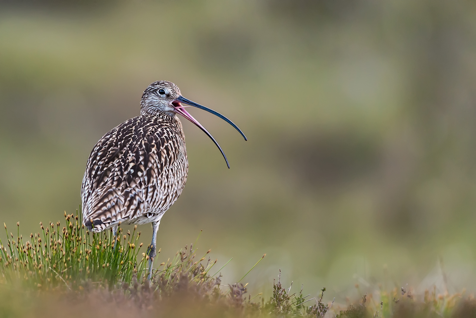 Calling Curlew
