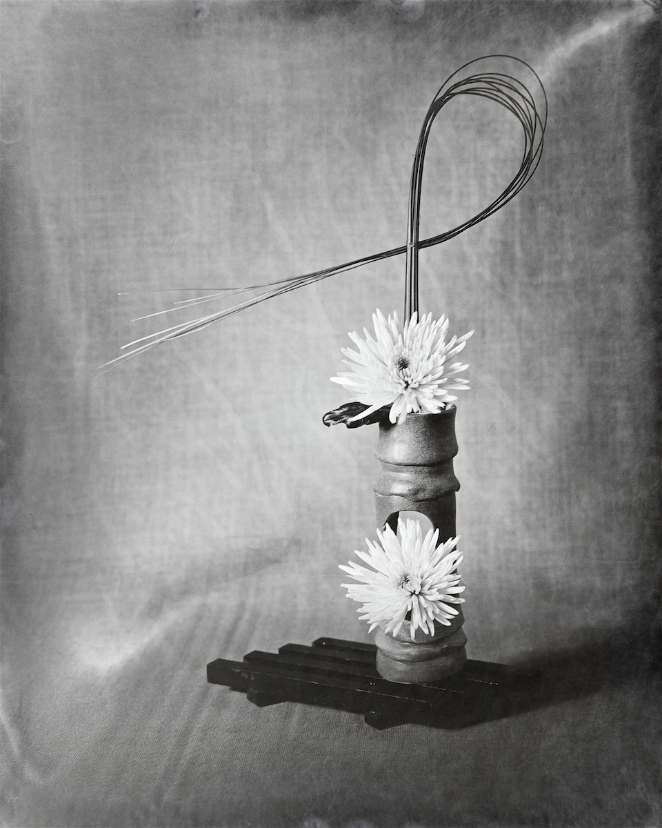 Chrysanthemum