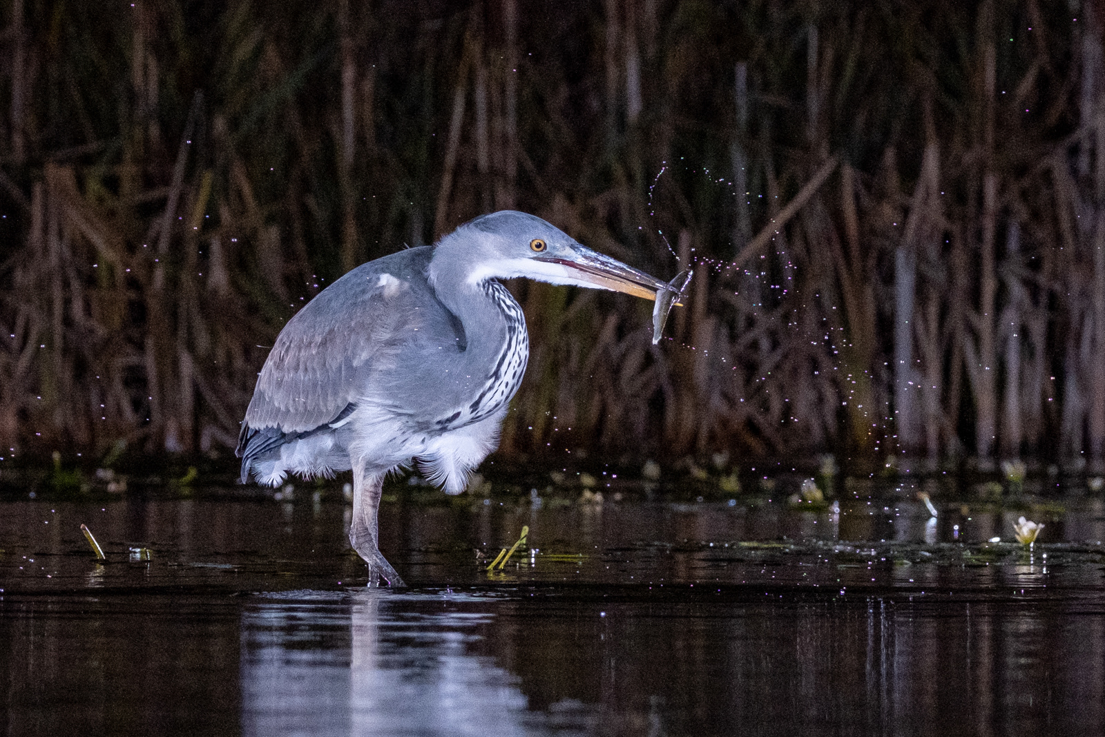 3rd/1st INT - Hunting Heron - Chris Cross