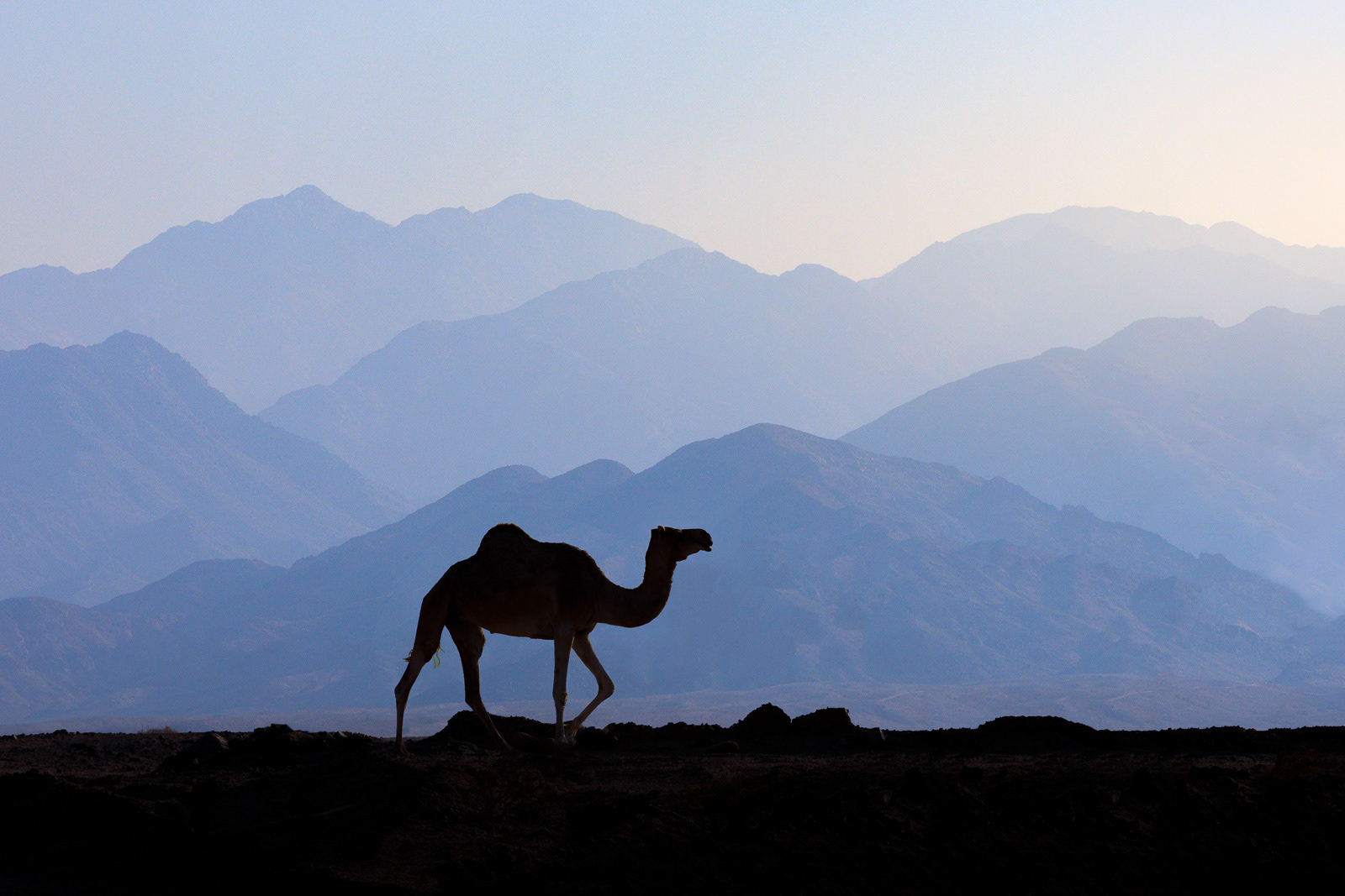 Arabian Morning