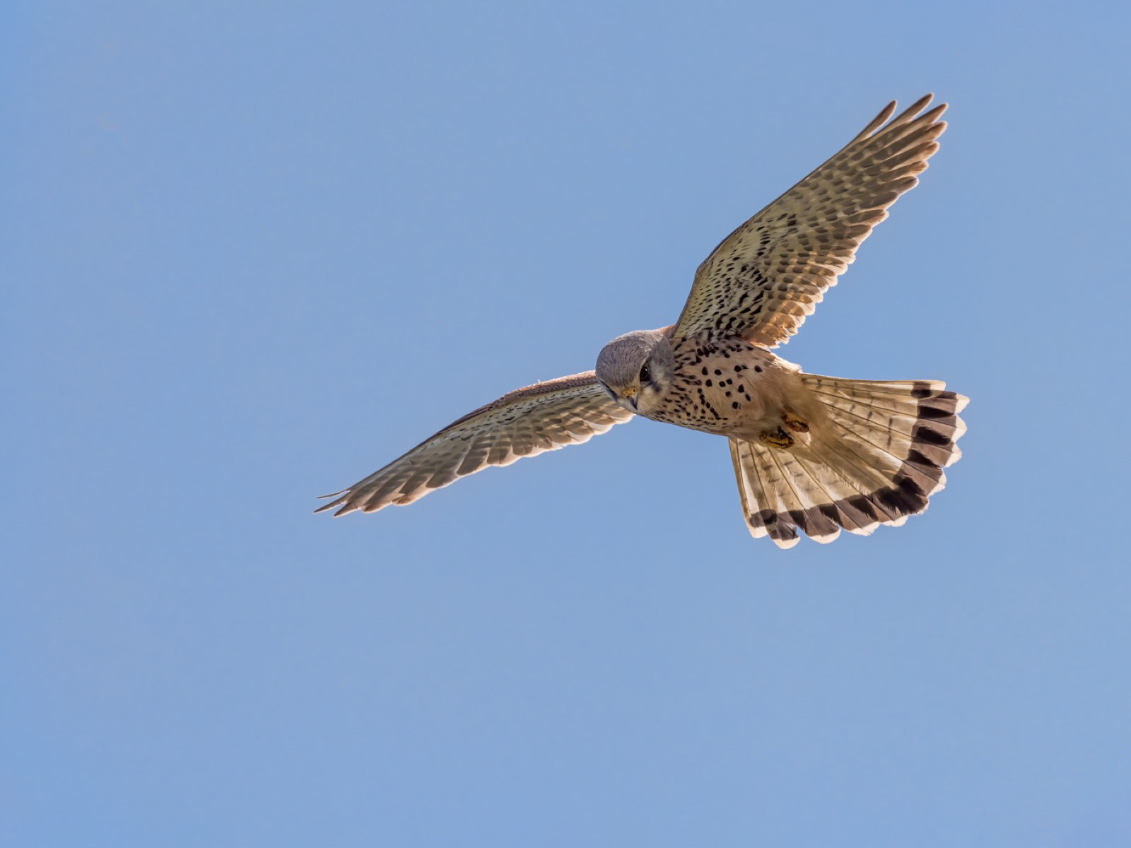 Hovering Kestrel