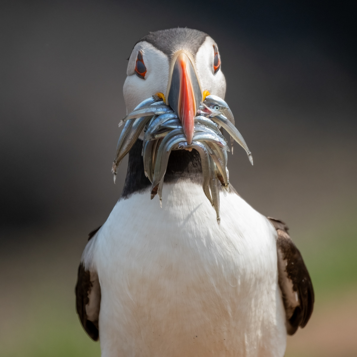 Puffin with Catch