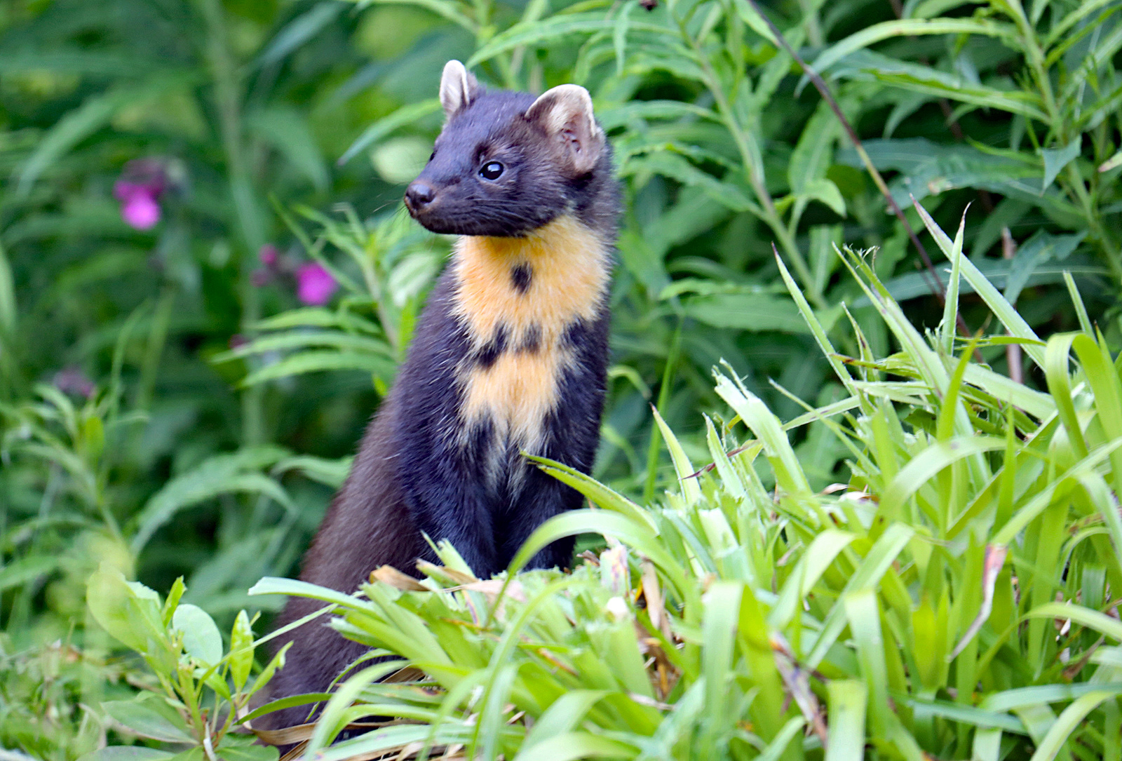 Pine Marten