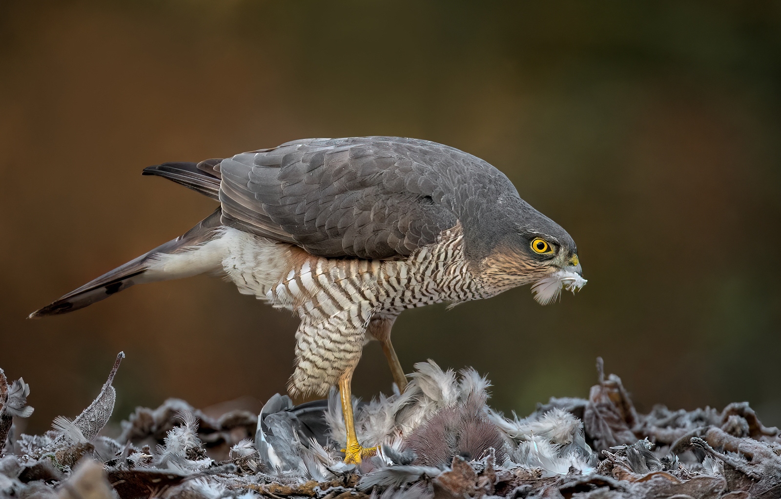 2nd - Sparrowhawk on a Pigeon - Paul Smith
