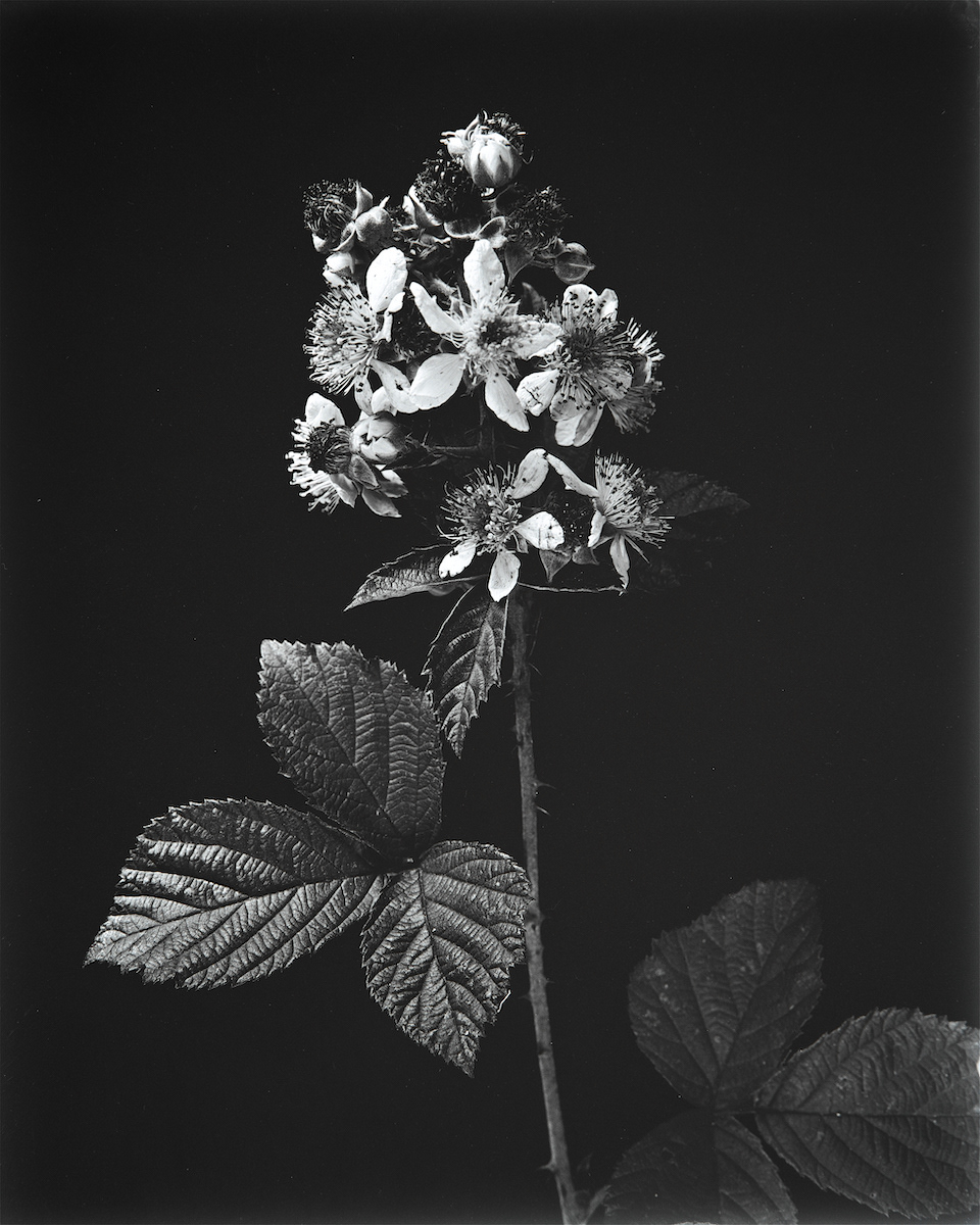 Dewberry, Rubus Caesius