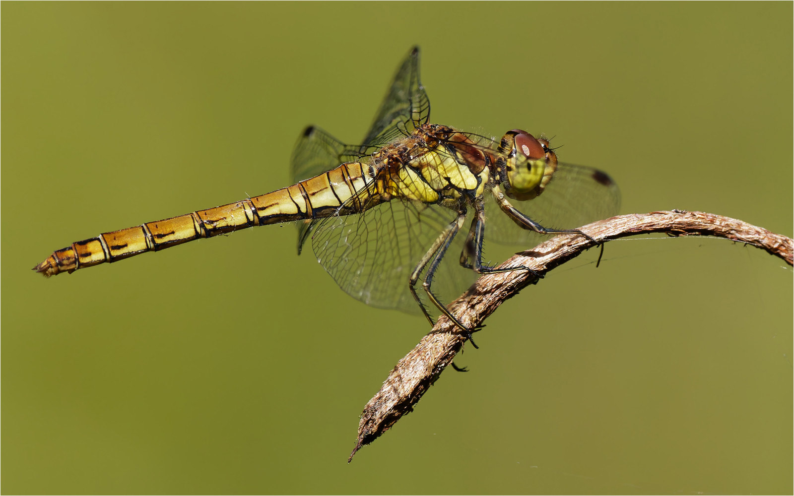 HC - Common Darter - Ray Watson