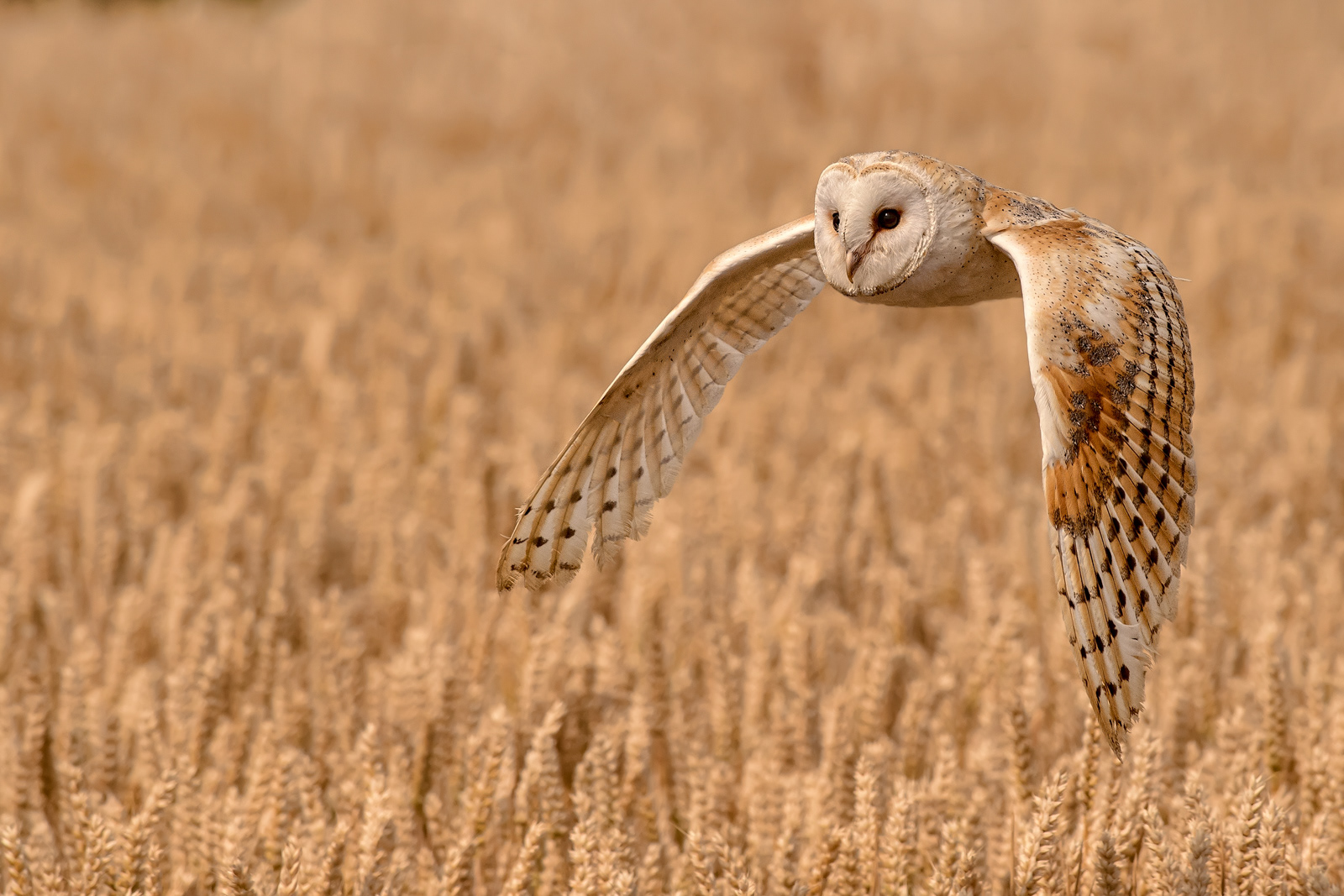 Barn Owl Quartering a Field