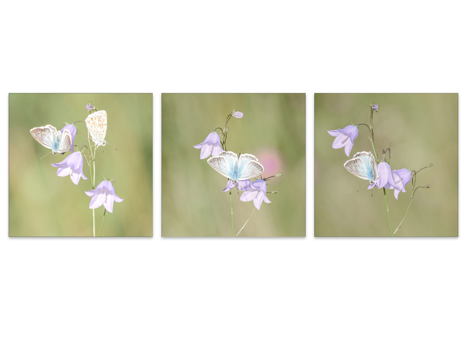 HC - Chalkhill Blues - Carol Clark