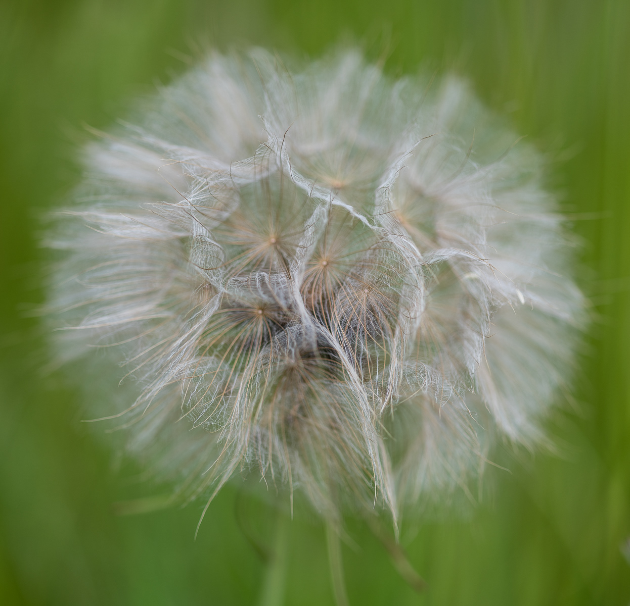 2nd - Dandelion Head - Jim Landlois