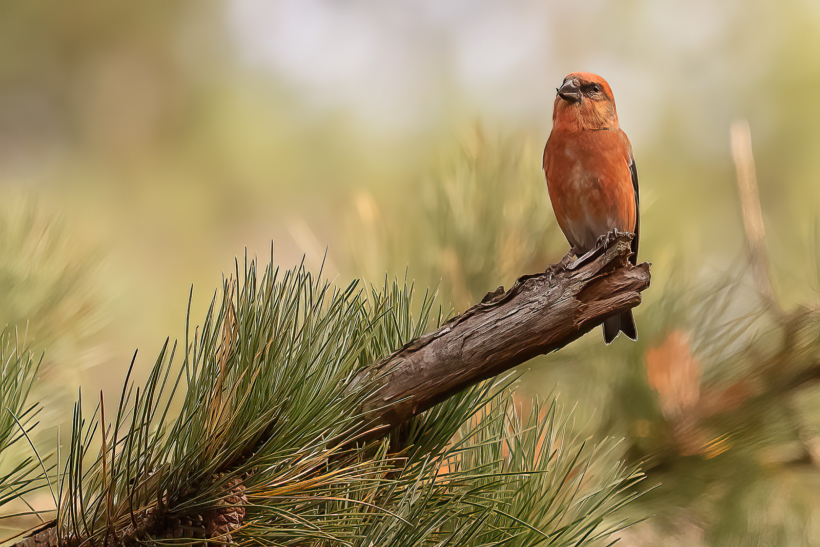 Male Common Crossbill