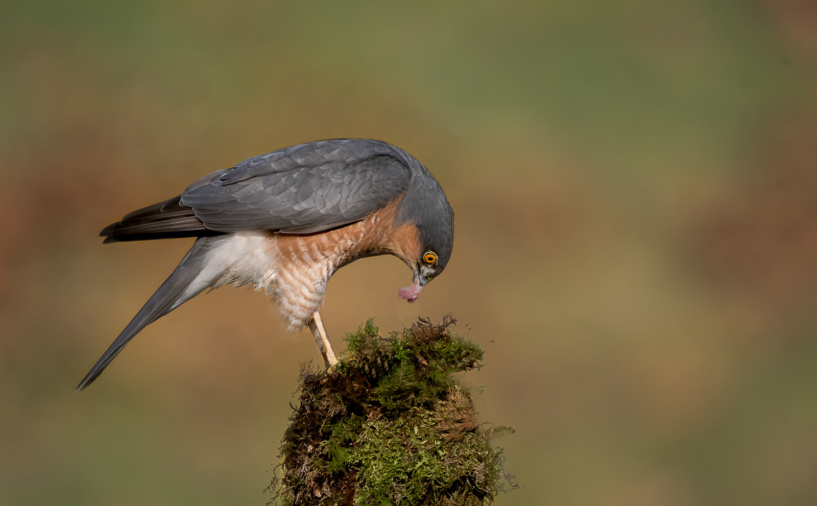 Male Sparrowhawk with Prey