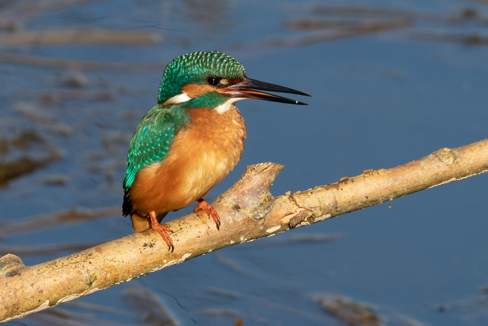 2nd - Kingfisher - Jo Sweetman