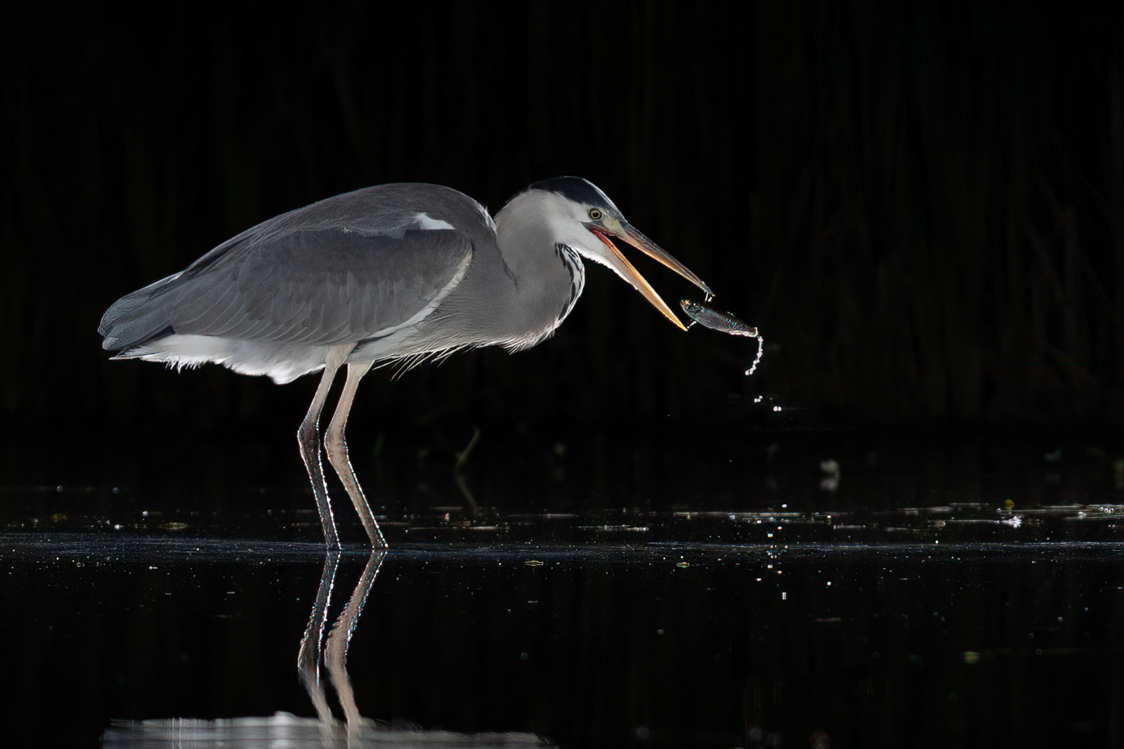 1st/1st INT - Heron Feeding - Carol Martin