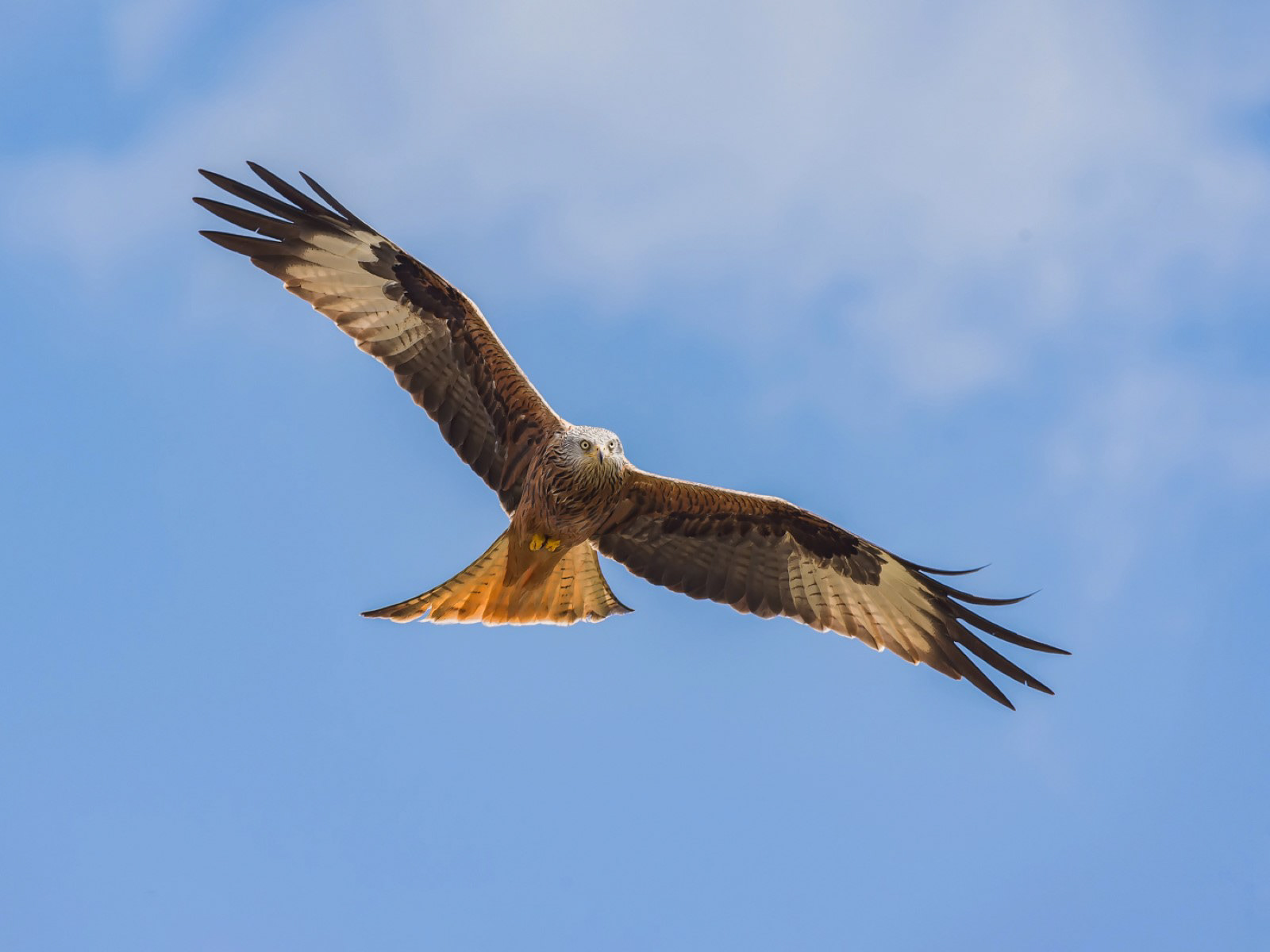 Red Kite