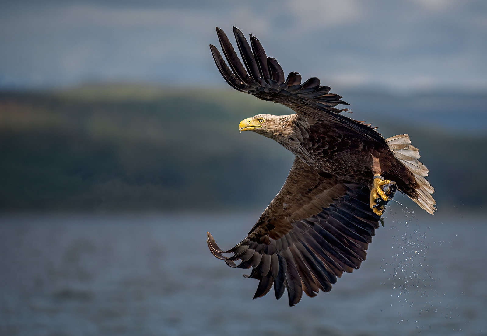 1st - White-Tailed Eagle with Catch - Paul Smith
