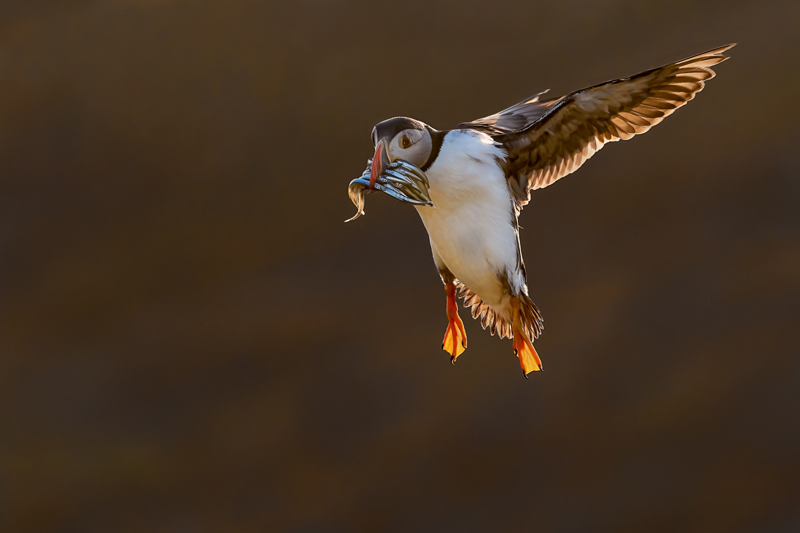 Incoming Puffin with Sandeels