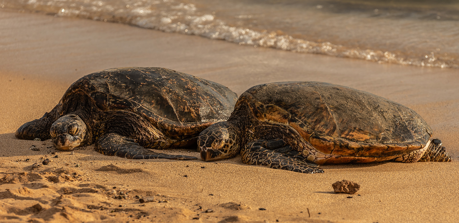 Hawaiin Green Turtle