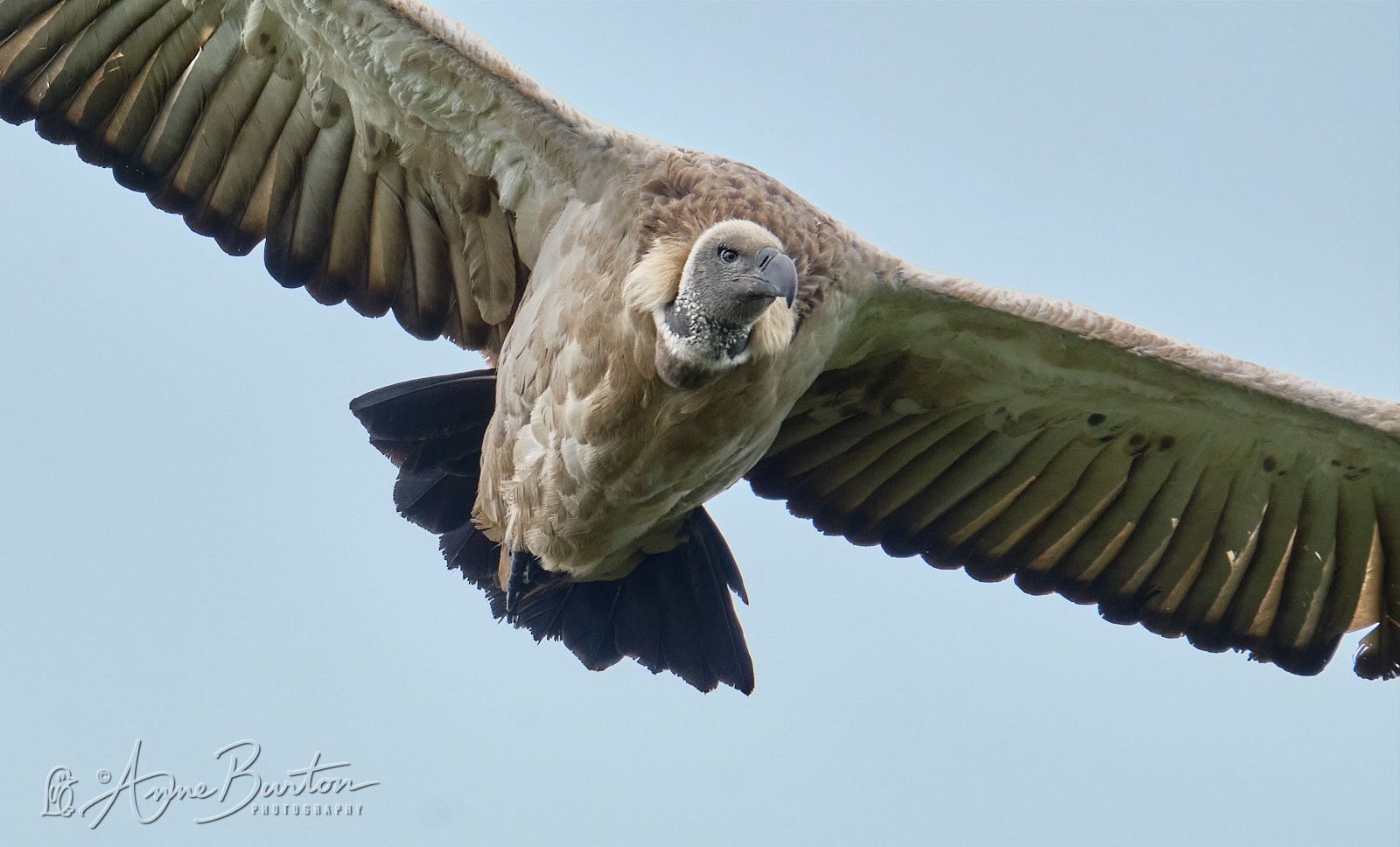 Cape Vulture