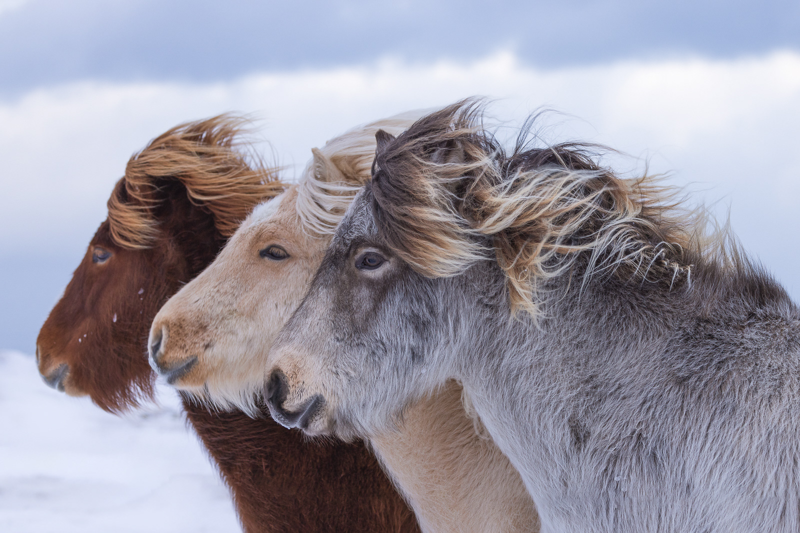 Windswept
