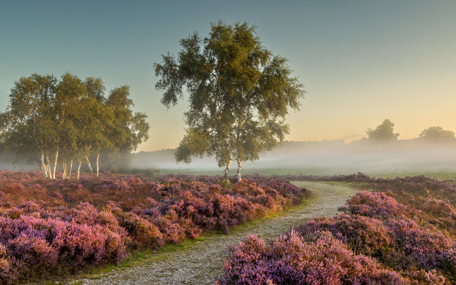 3rd INT - Misty Morning on Westleton Heath - Susan Jones