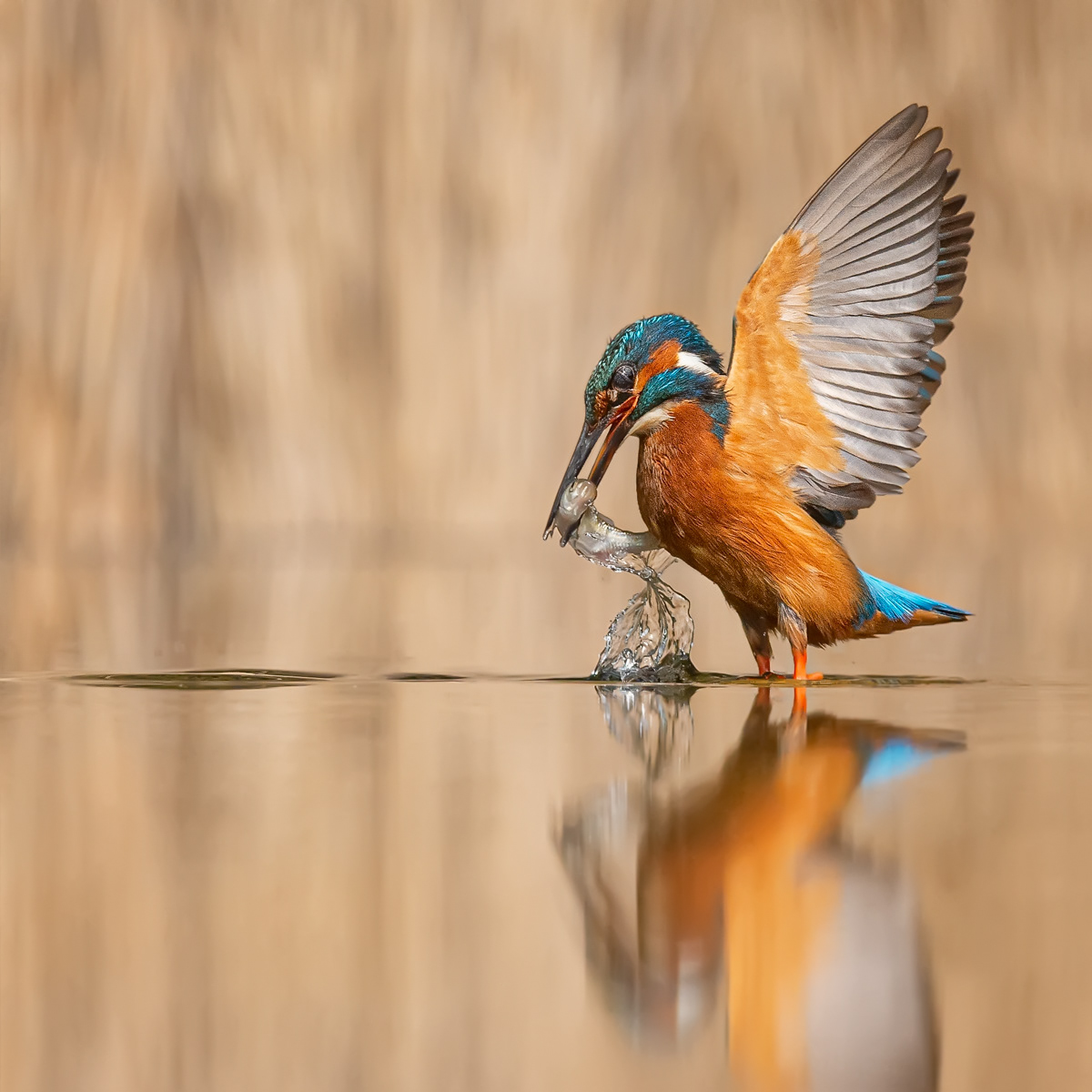 1st - Kingfisher in the Shallows with Prey - Paul Smith