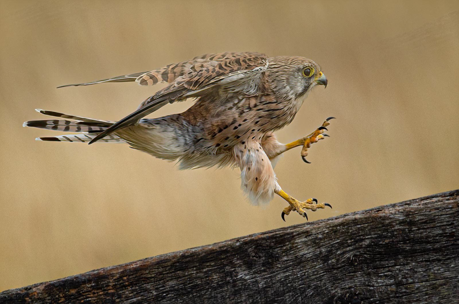 1st - Kestrel on the Run - Kevin Williams