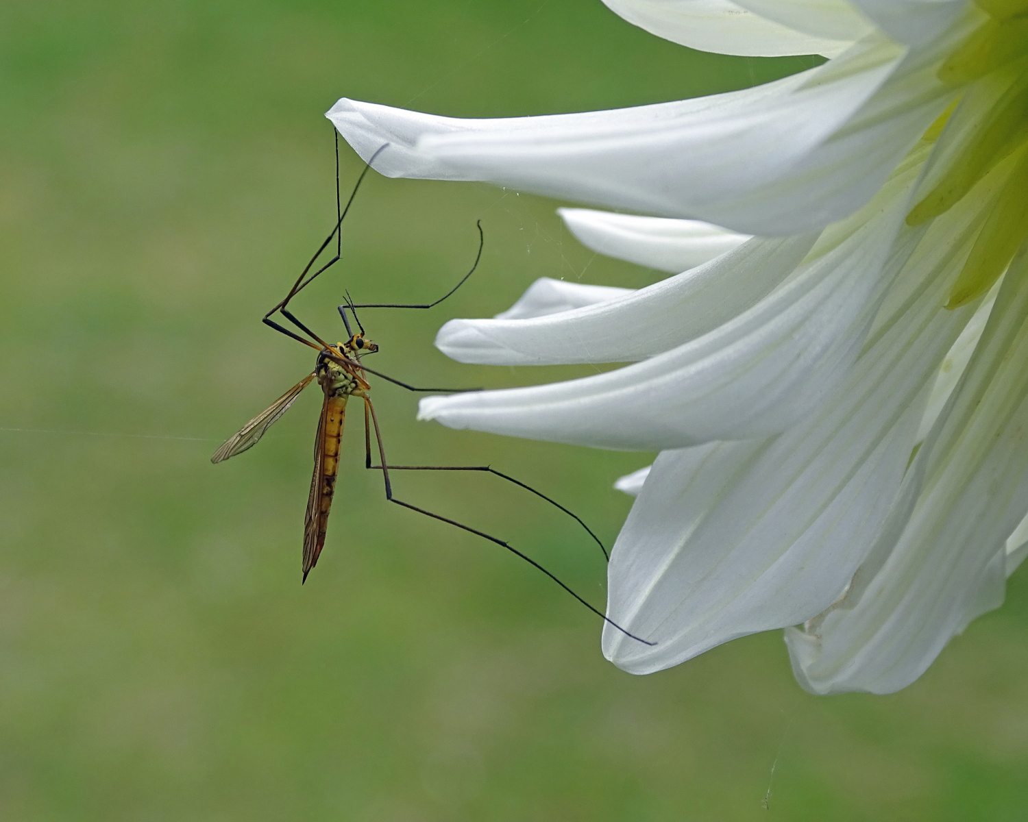 3rd / 2nd INT - Tiger Cranefly - Moira Gallagher