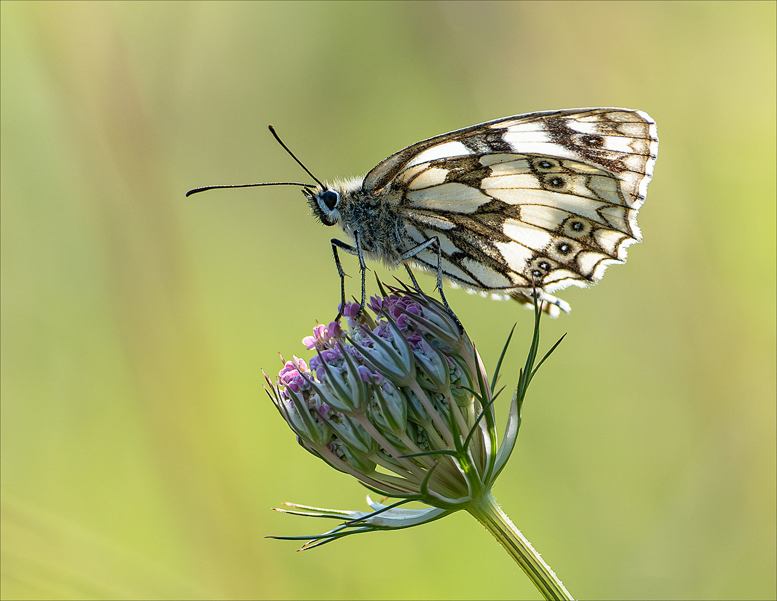 Marbled White (Female)