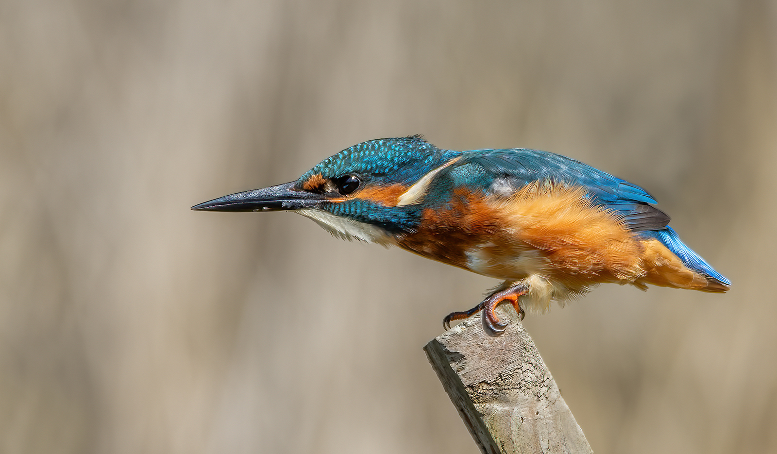 HC - Kingfisher On Guard - Jenny Bradley