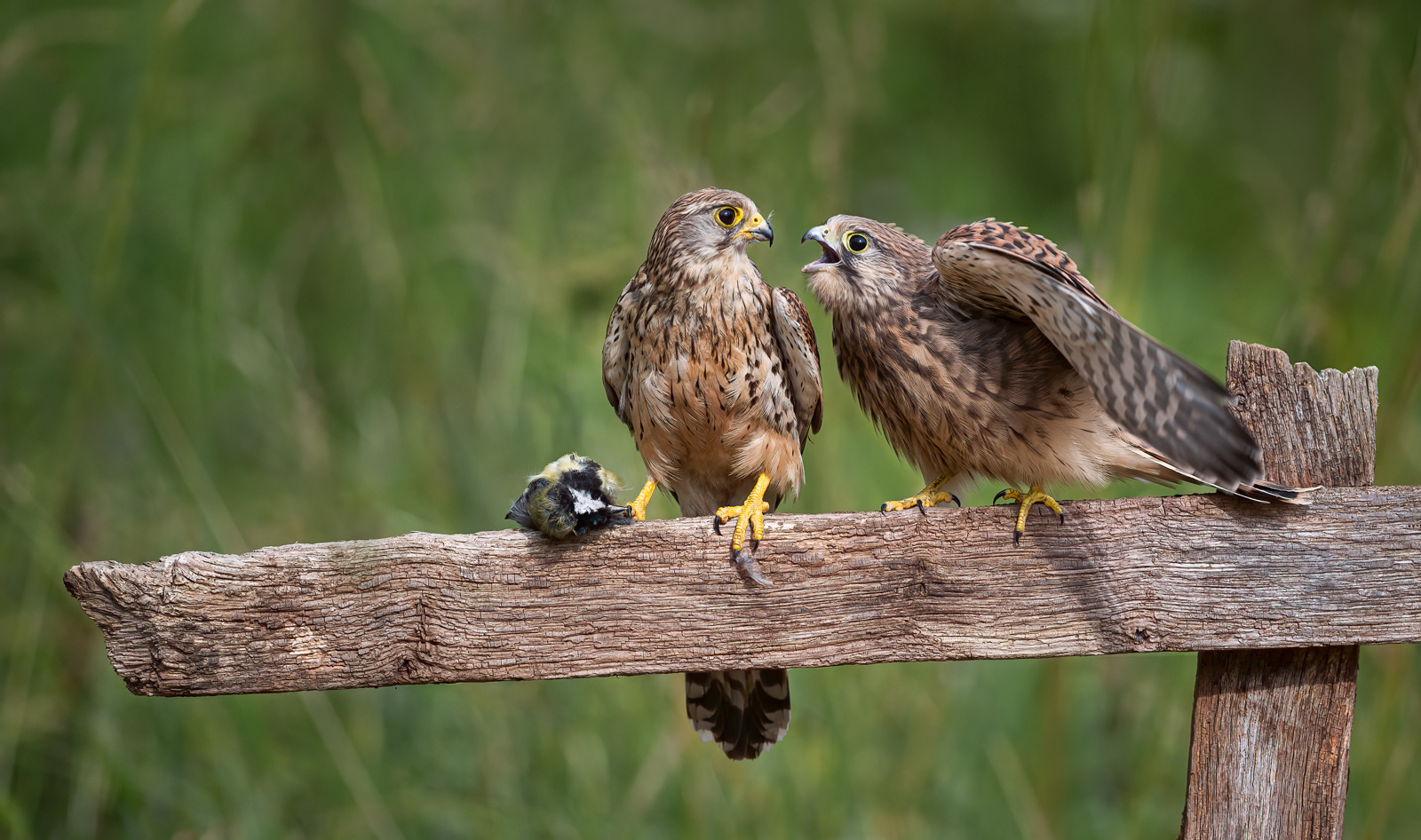 Juvenile Kestrel Begging for Food