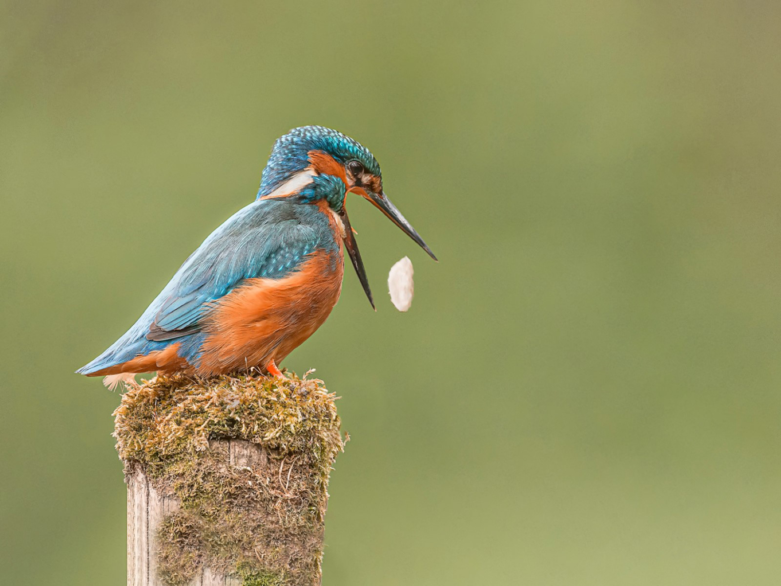 Kingfisher Regurgitating a Pellet