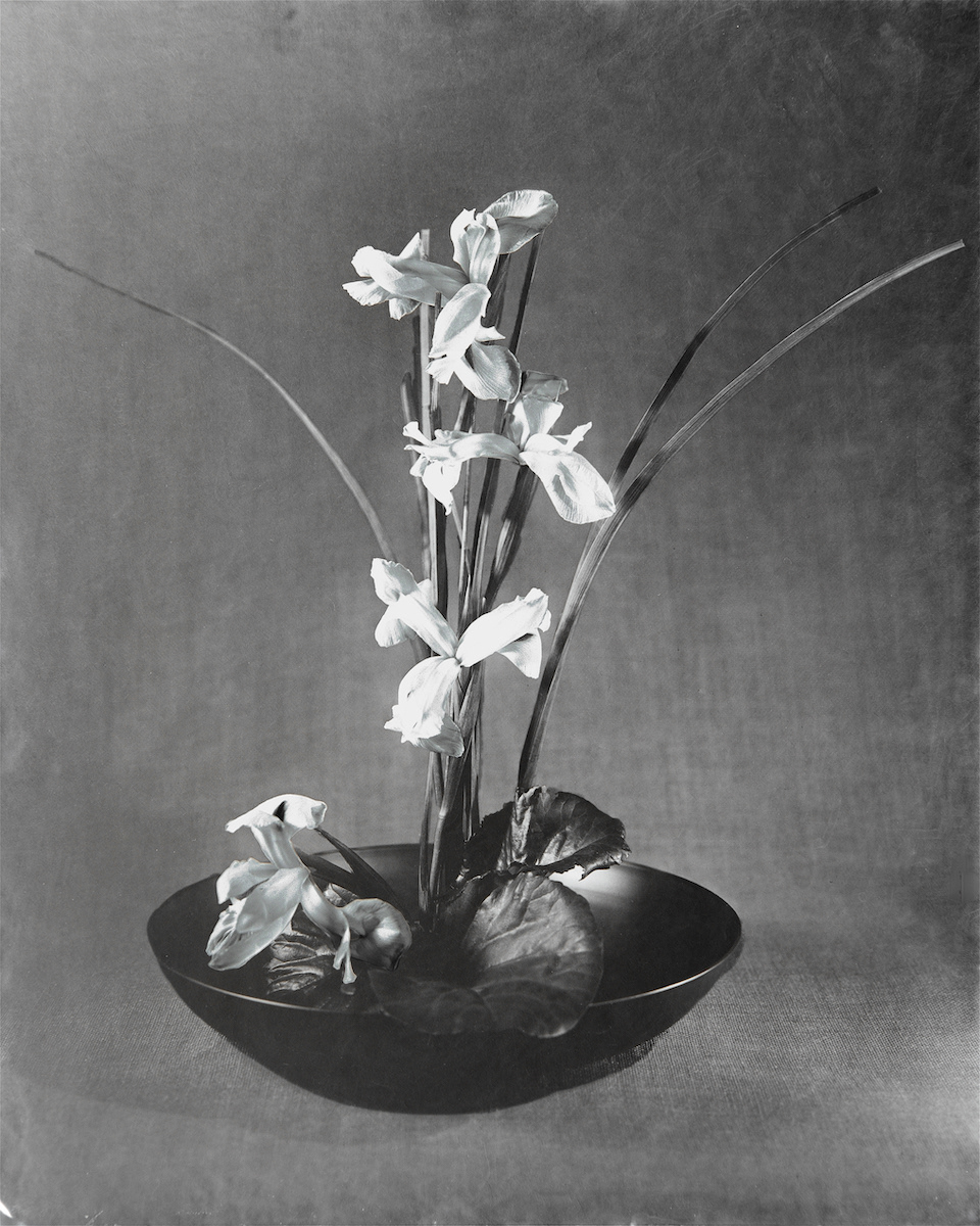Iris
