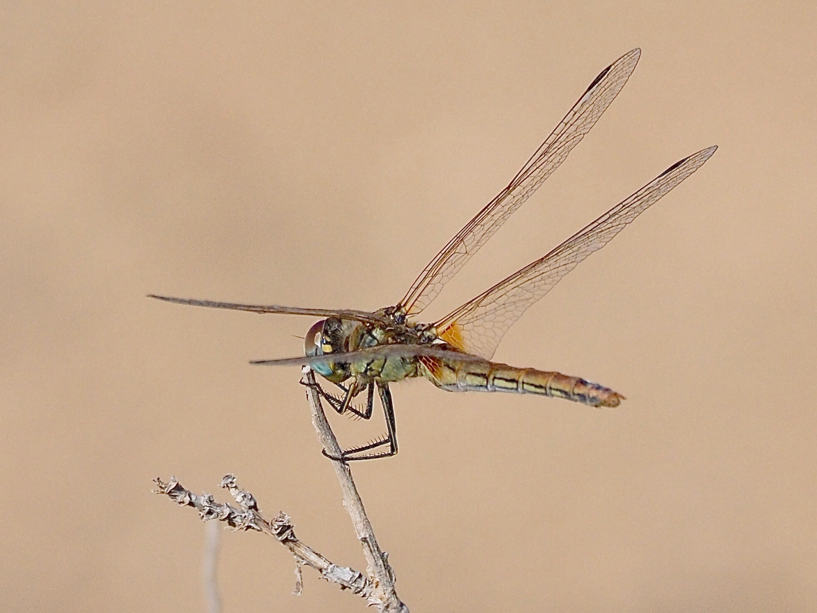1st INT - Cyprus Dragonfly - Michael Miles