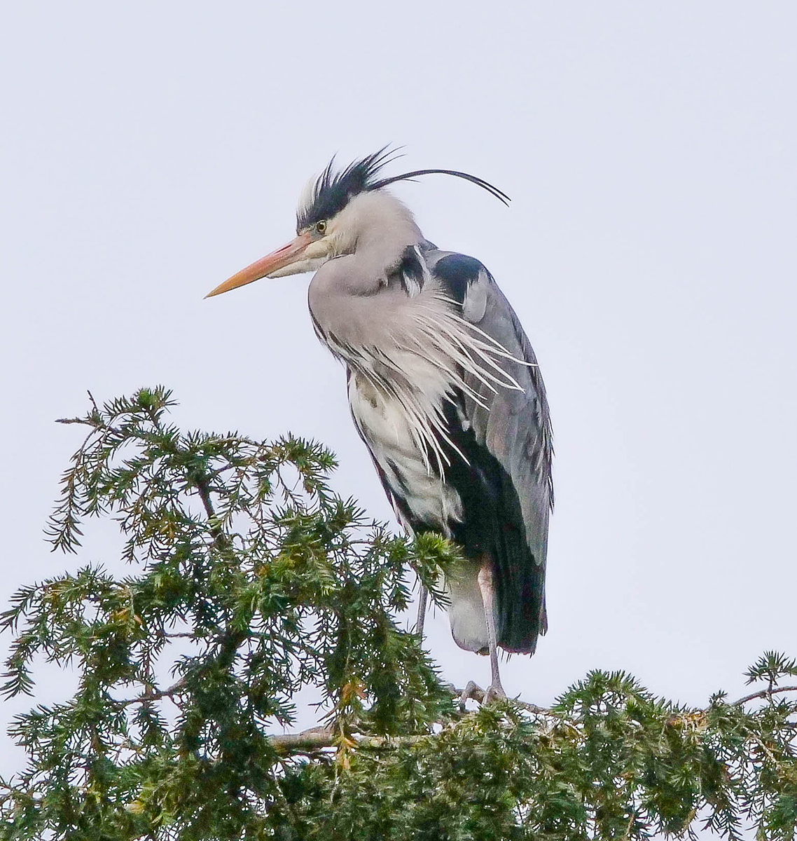 Heron