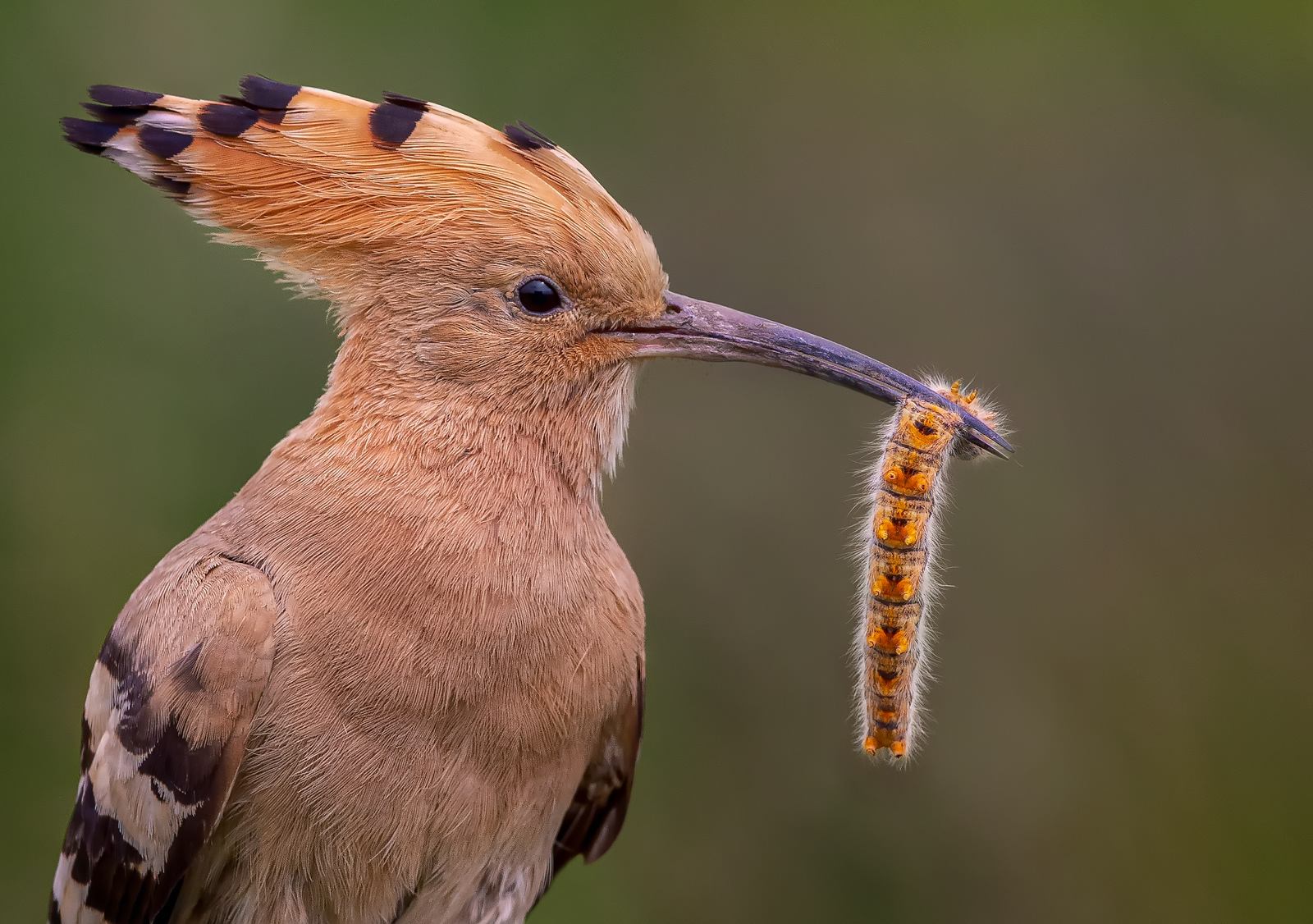 Hoope with Caterpillar