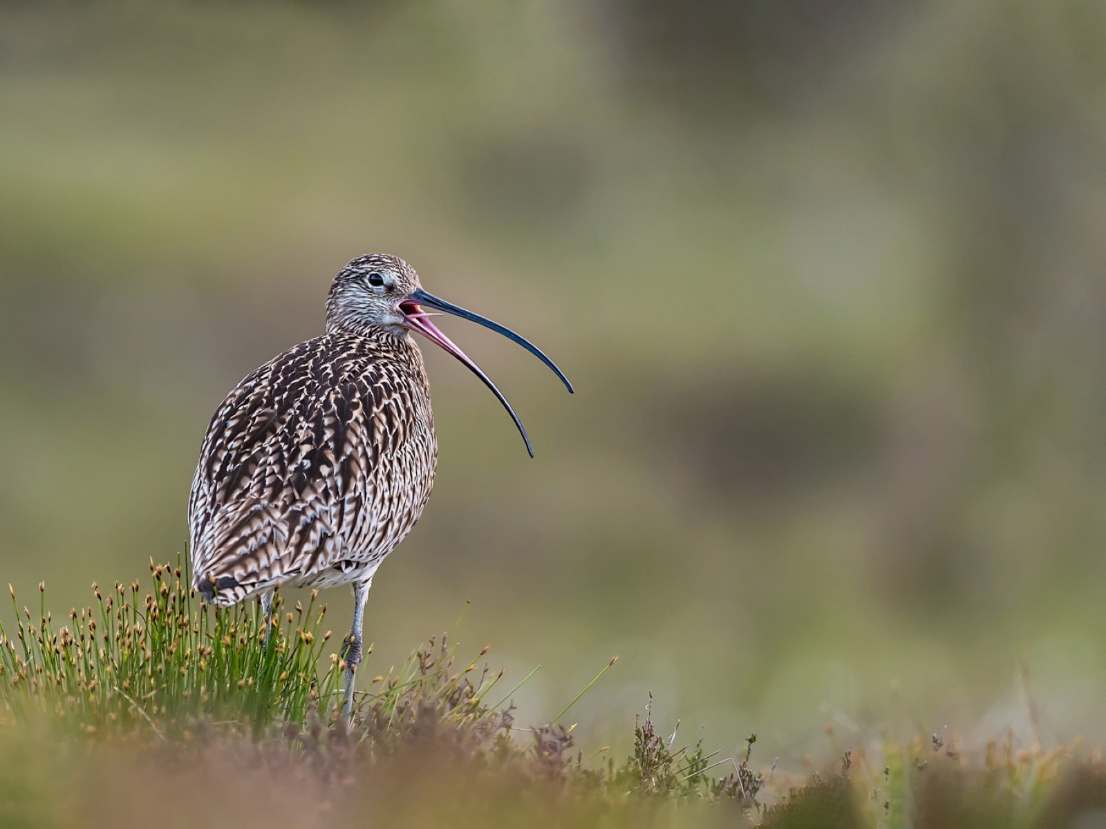 Calling Curlew