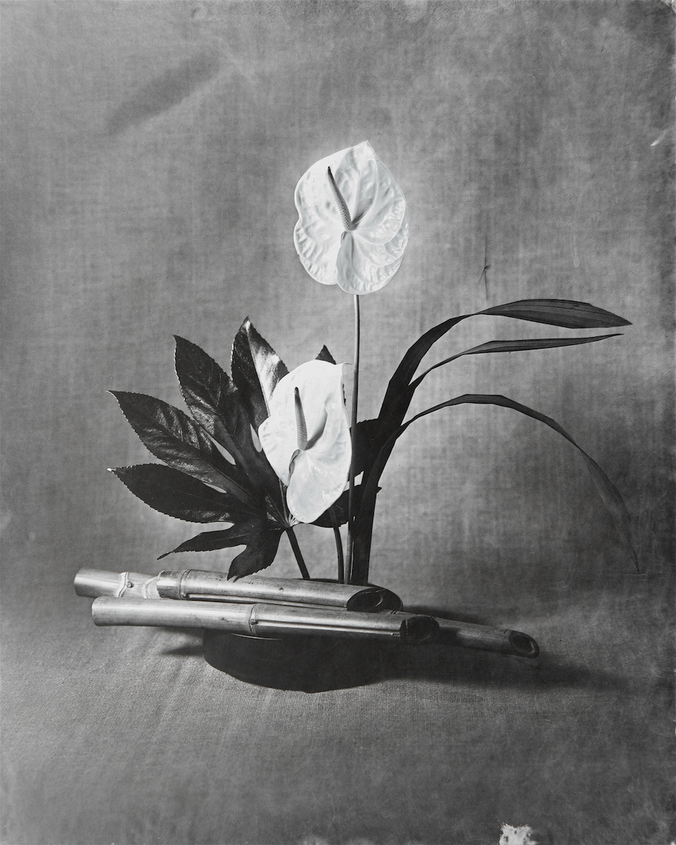 Anthurium