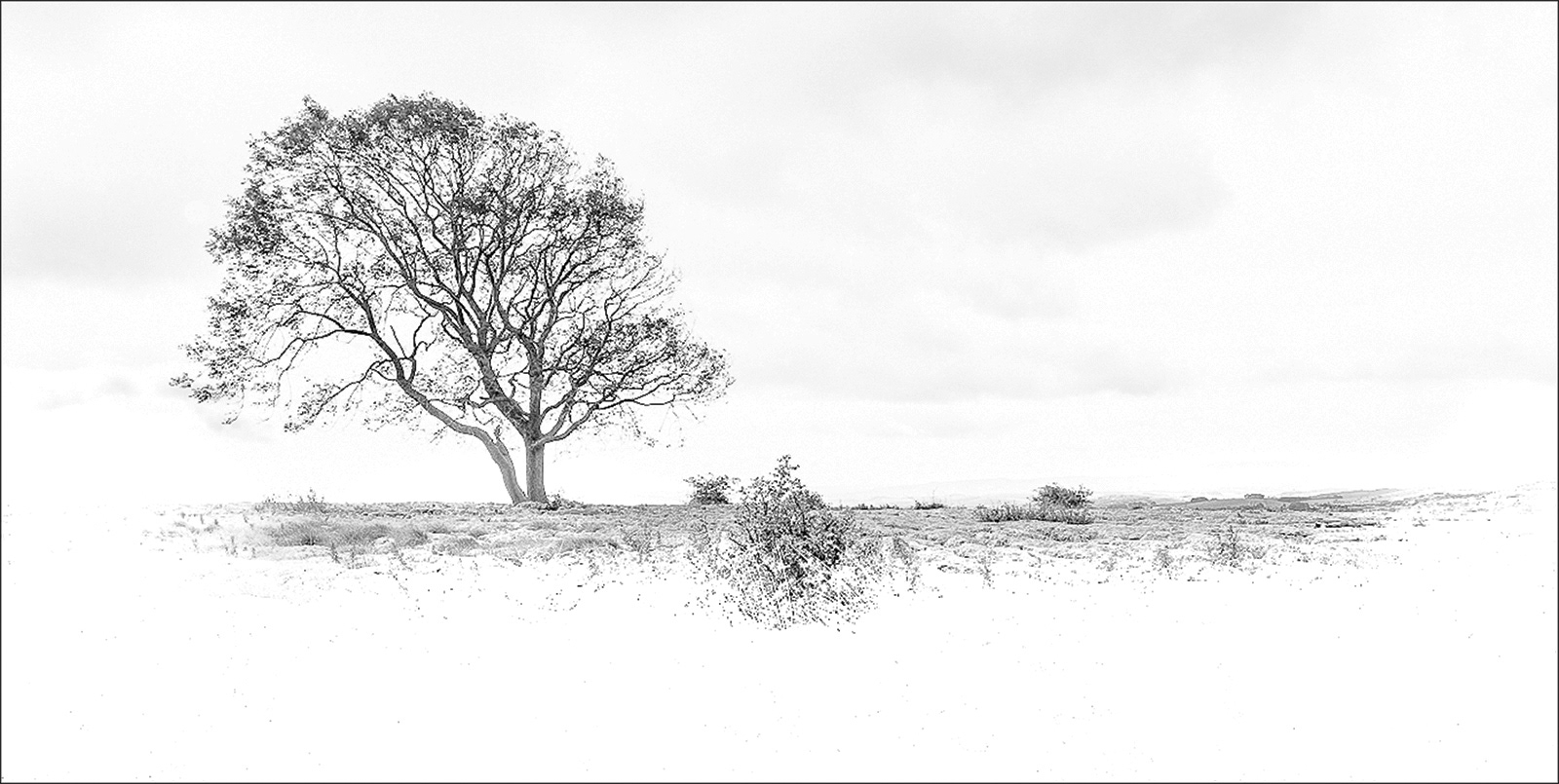 1st - Lonley Tree - Mike Randall