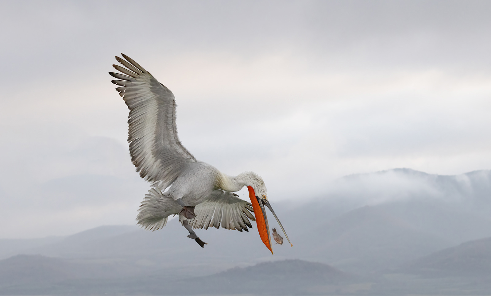 1st - Dalmation Pelican Catching Fish - Carol Martin