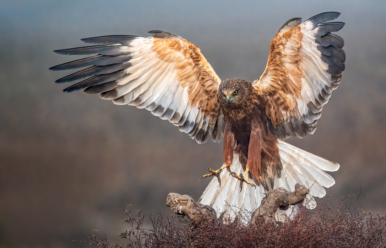 Incoming Marsh Harrier