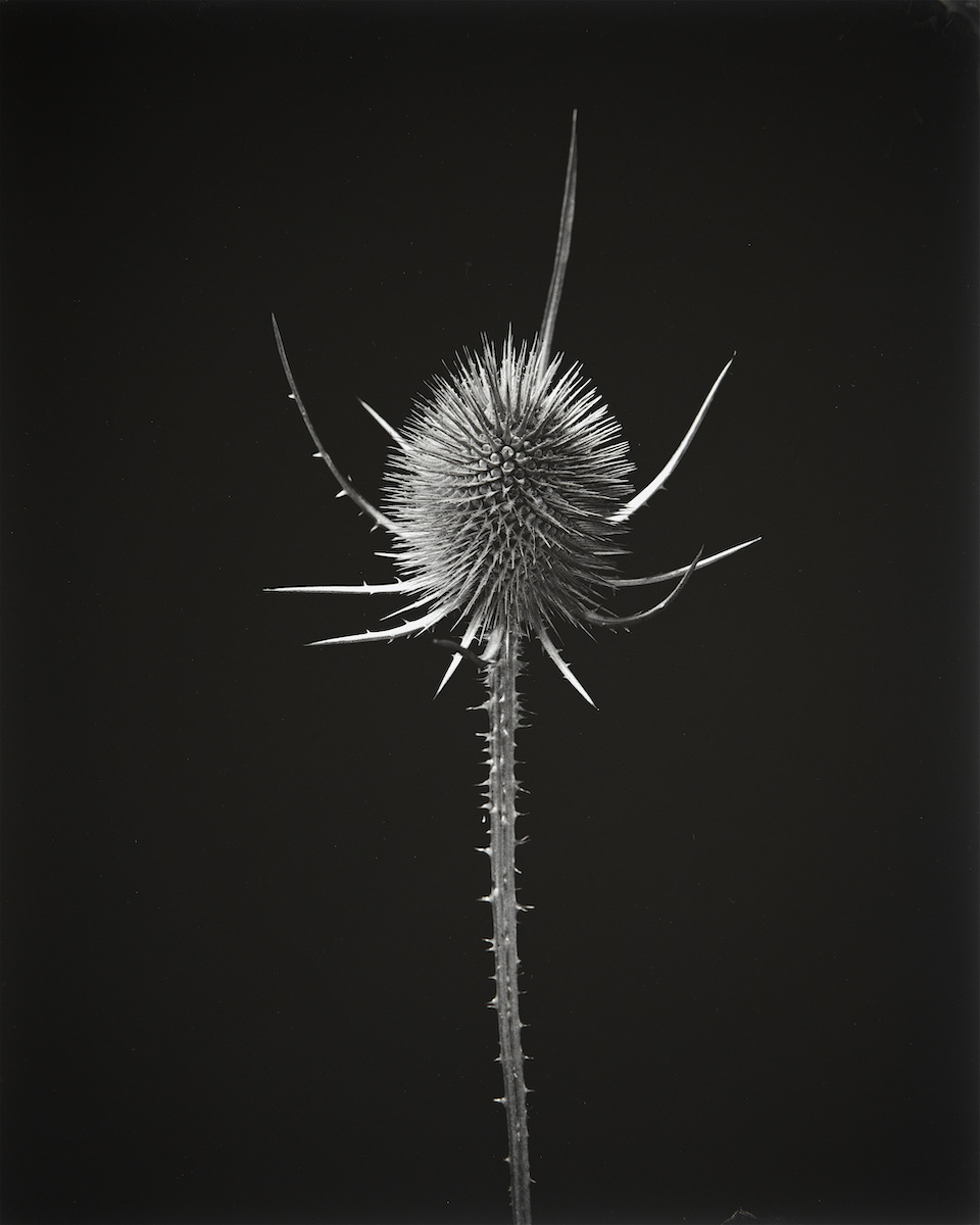 Teasel, Dipsacus Fullonum