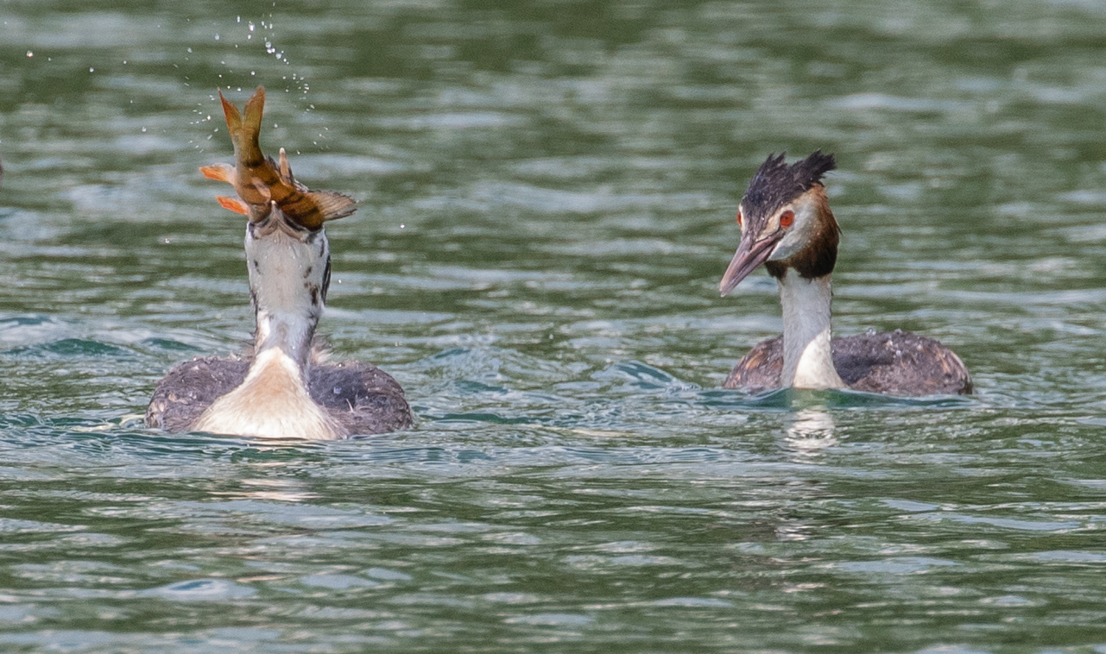 2nd INT - Grebe's Lunch - Jo Sweetman