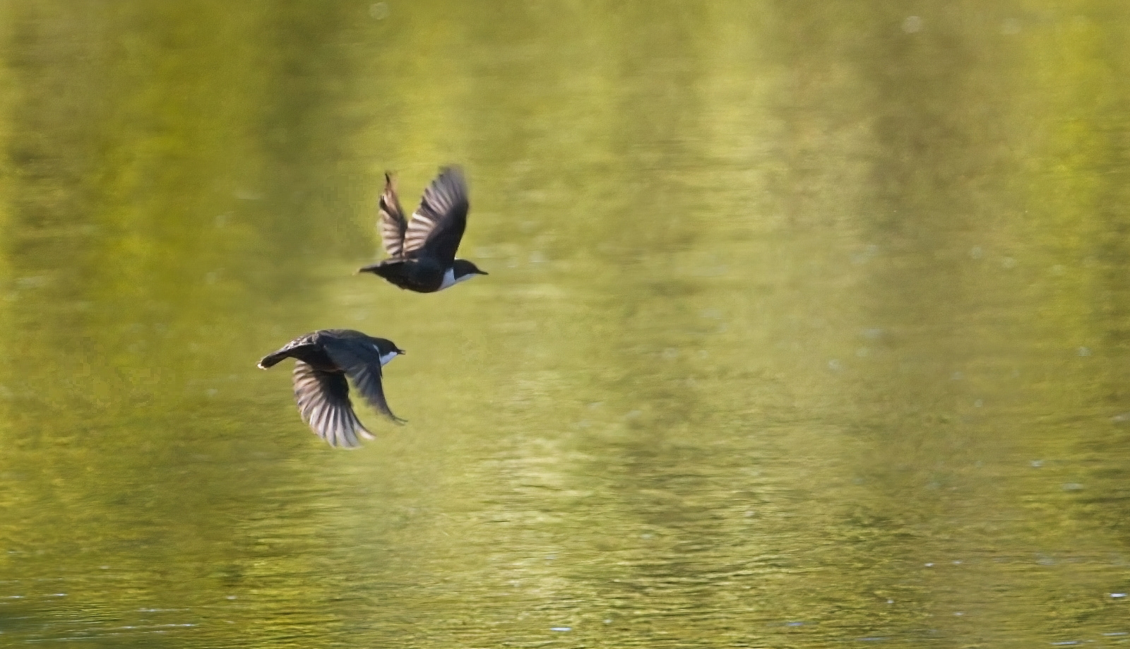 2nd INT - Dippers in Flight - Mark Johnston