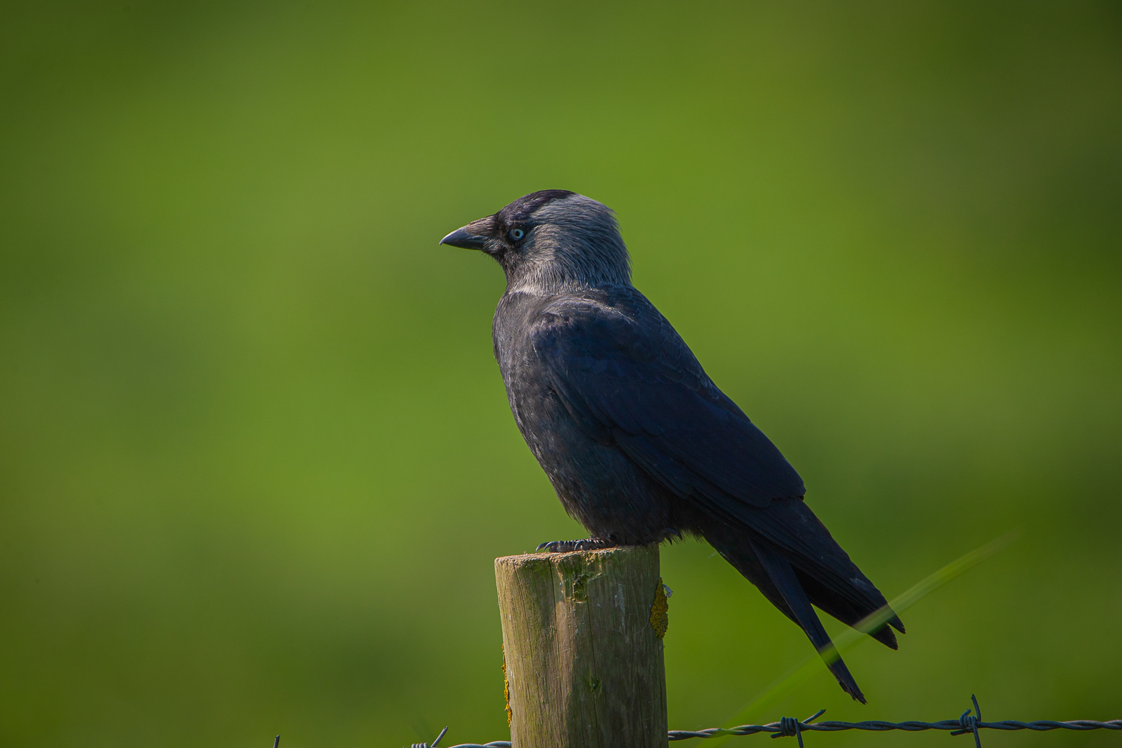 Jackdaw Eye