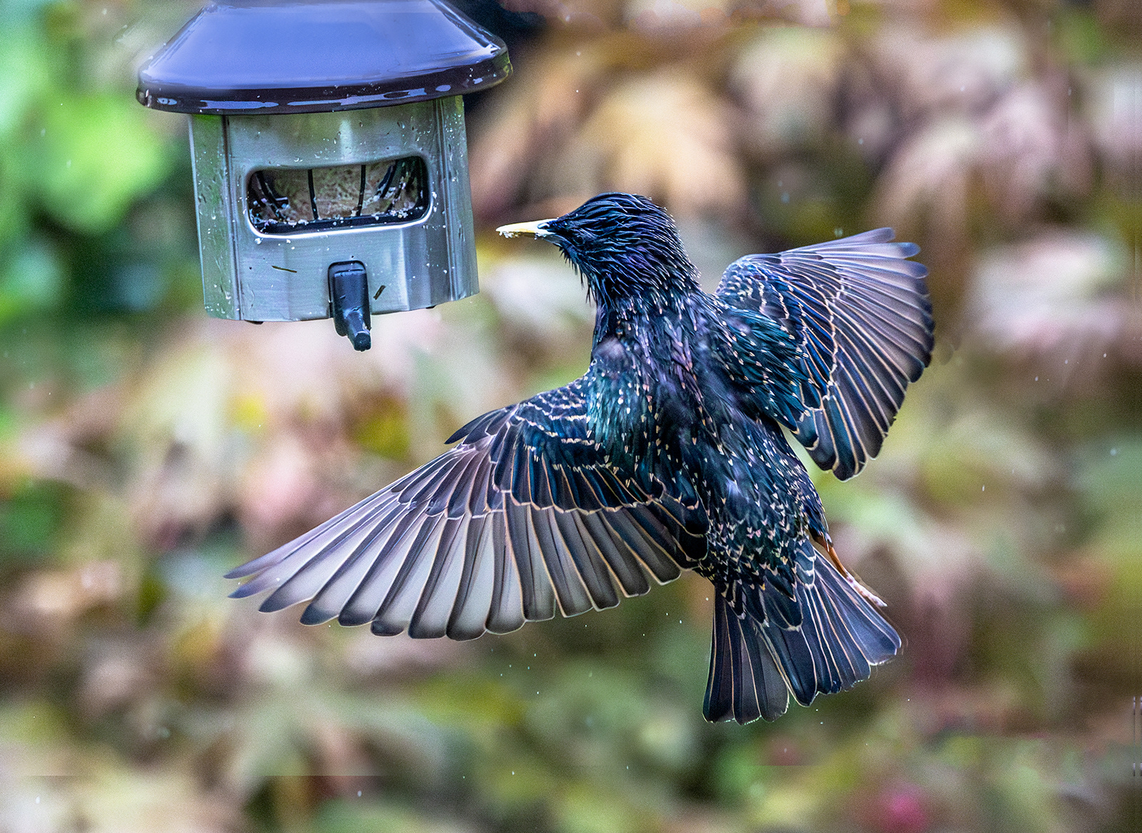 Wet Starling Feeding